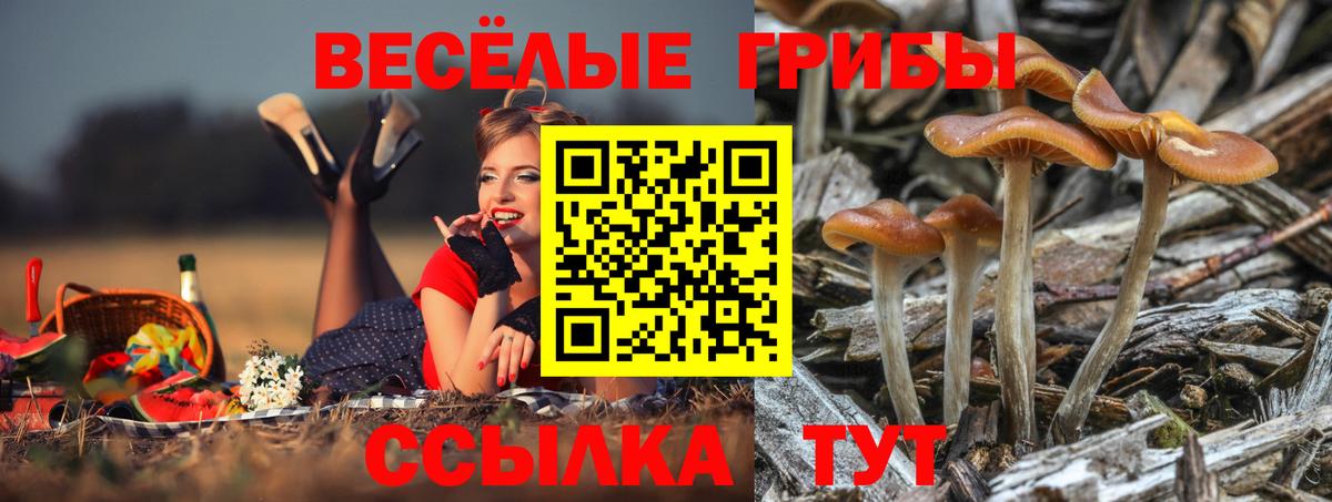 Галлюциногенные грибы Psilocybine cubensis Краснотурьинск